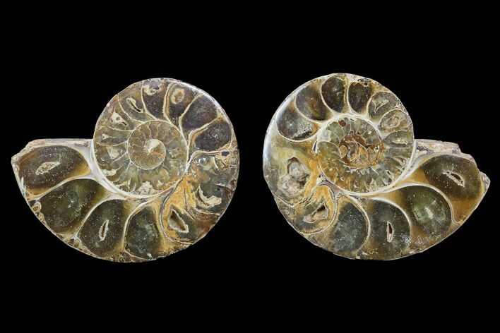 Cut & Polished, Agatized Ammonite Fossil - Jurassic #100515